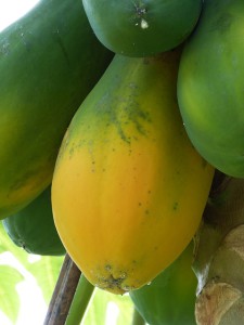 papaya gyümölcs meghámozás előtt