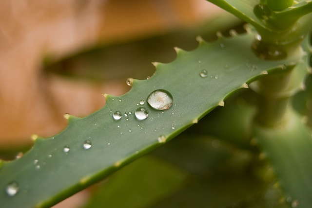 Az Aloe Vera növény bemutatása és főbb egészségügyi hatásai