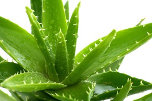 A cukorbetegek gyógyszere lehet az Aloe vera?