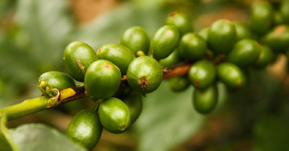 Kávébab a fogyás eredményeként - WOW! Fogyás zöld kávéval > IGEN IGEN! % kapszula Zöld kávé