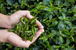 Egyik fő hatóanyaga a zöld tea kivonat
